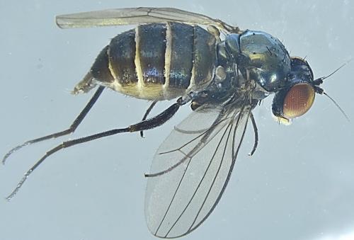 Medetera sp.